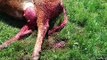 Un grupo de buitres mata a una vaca en Ciudad Rodrigo