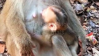 Monkey Shorts Video , Animals Video, Viral video #Animals#Funnyanimals#Wildanimals