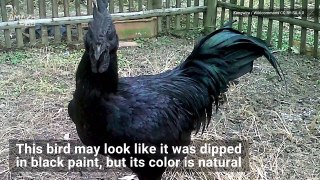 Why Is This Curious Animal Referred to as a Goth Chicken?