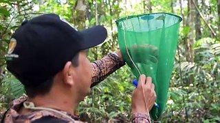 Mariposas, joyas aladas que permiten medir el cambio climático en Ecuador