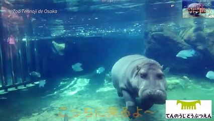 El hipopótamo que vino de México como macho y en Japón resultó ser hembra