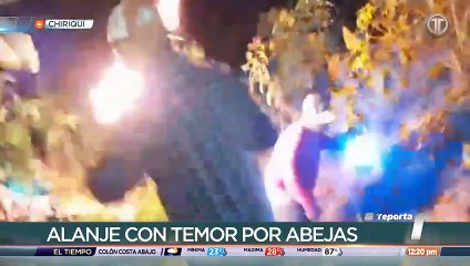 Abejas Chiriqui.mp4