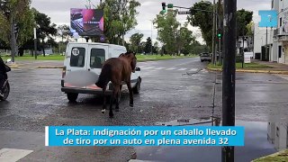 La Plata: indignación por un caballo llevado de tiro por un auto en plena avenida 32