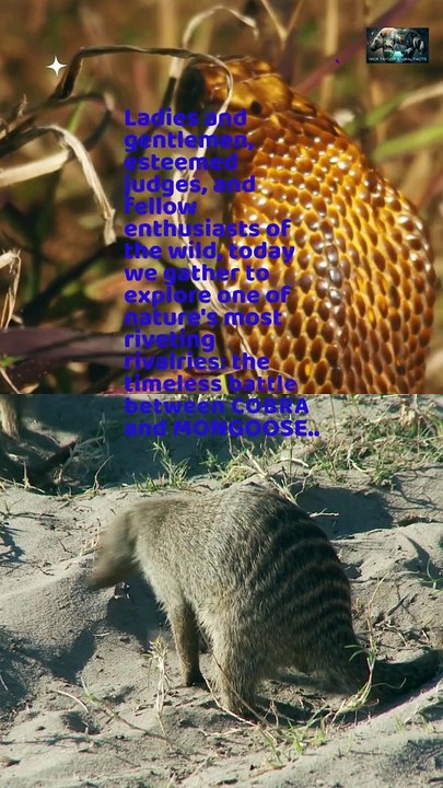 Cobra VS Mongoose