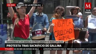 Organizaciones defensoras de animales protestan en  el Senado tras sacrificio de gallina