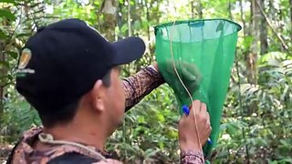 Na Amazônia equatoriana, borboletas medem a mudança climática