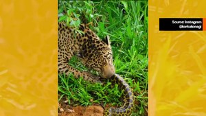 Vaikuttava video näyttää jaguaarin kuolemanvaarallisessa taistelussa käärmeen ja alligaattorin kanssa