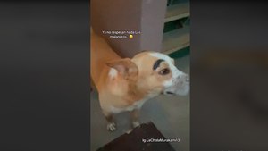 Mujer en Tijuana comparte que "malandros" le pintaron cejas a su perrito