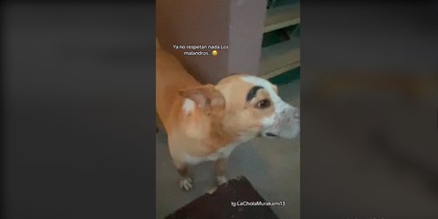 Mujer en Tijuana comparte que "malandros" le pintaron cejas a su perrito