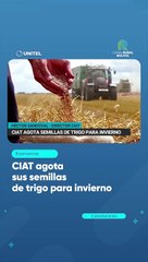 Pese a disminución de precios, se agotan las semillas de trigo para la siembra de invierno
