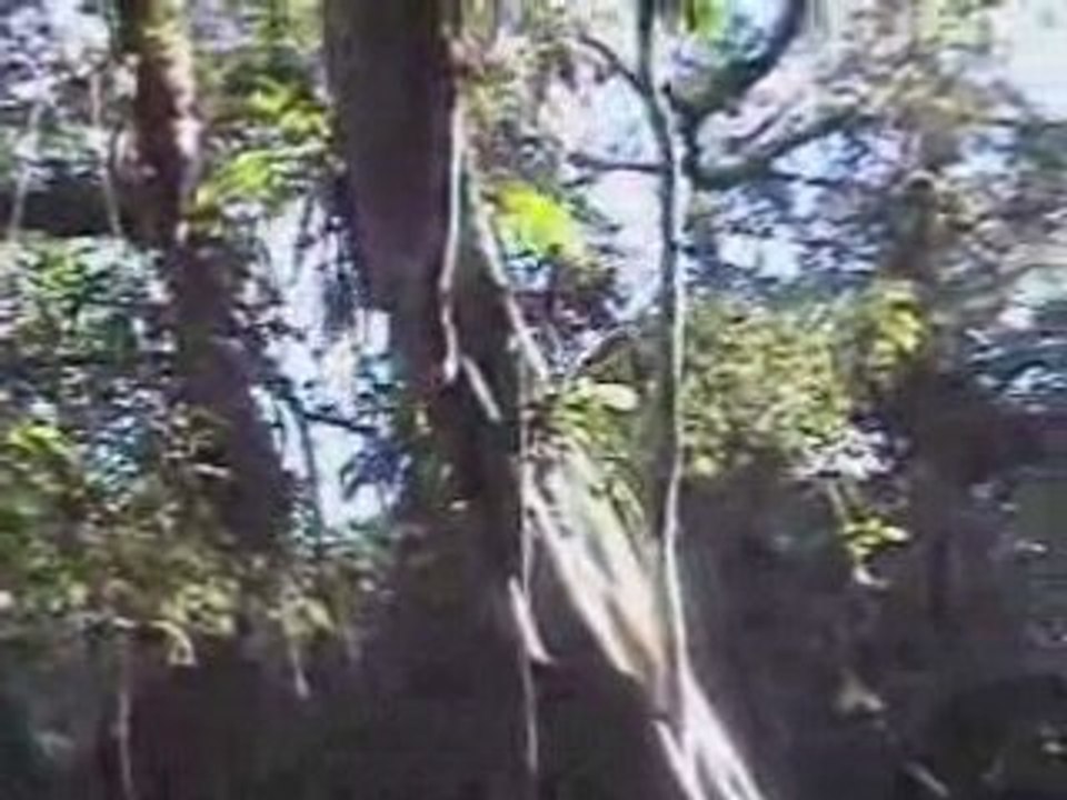 Waterforest expedition