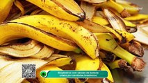Bioplástico com cascas de banana criado por cientistas brasileiros