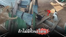 ถ้าไม่มีรั้วกันนะ แกโดนแน่ !