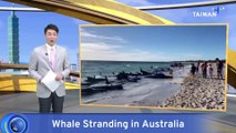 Over 100 Beached Whales Rescued in Western Australia