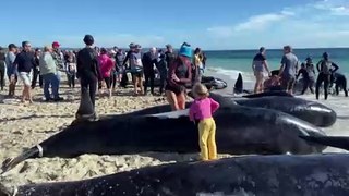 Authorities on high alert after whale stranding on WA beach