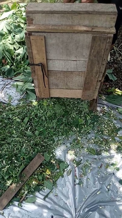 proses pencacahan rumput dan ramban