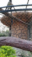 Monkey Feeding #viral #trending #foryou #reels #beautiful #love #funny #delicious #fun #love #yummy