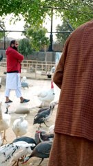 All the birds around you #viral #trending #foryou #reels #beautiful #love #funny #delicious #fun #love #yummy