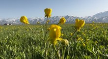 Yüksekova’da baharın yeşili ve kışın beyazı bir arada!