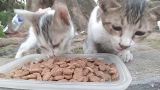 Kittens RESPOND as Dog SNUBs food:. cat videos cats meow cat sound