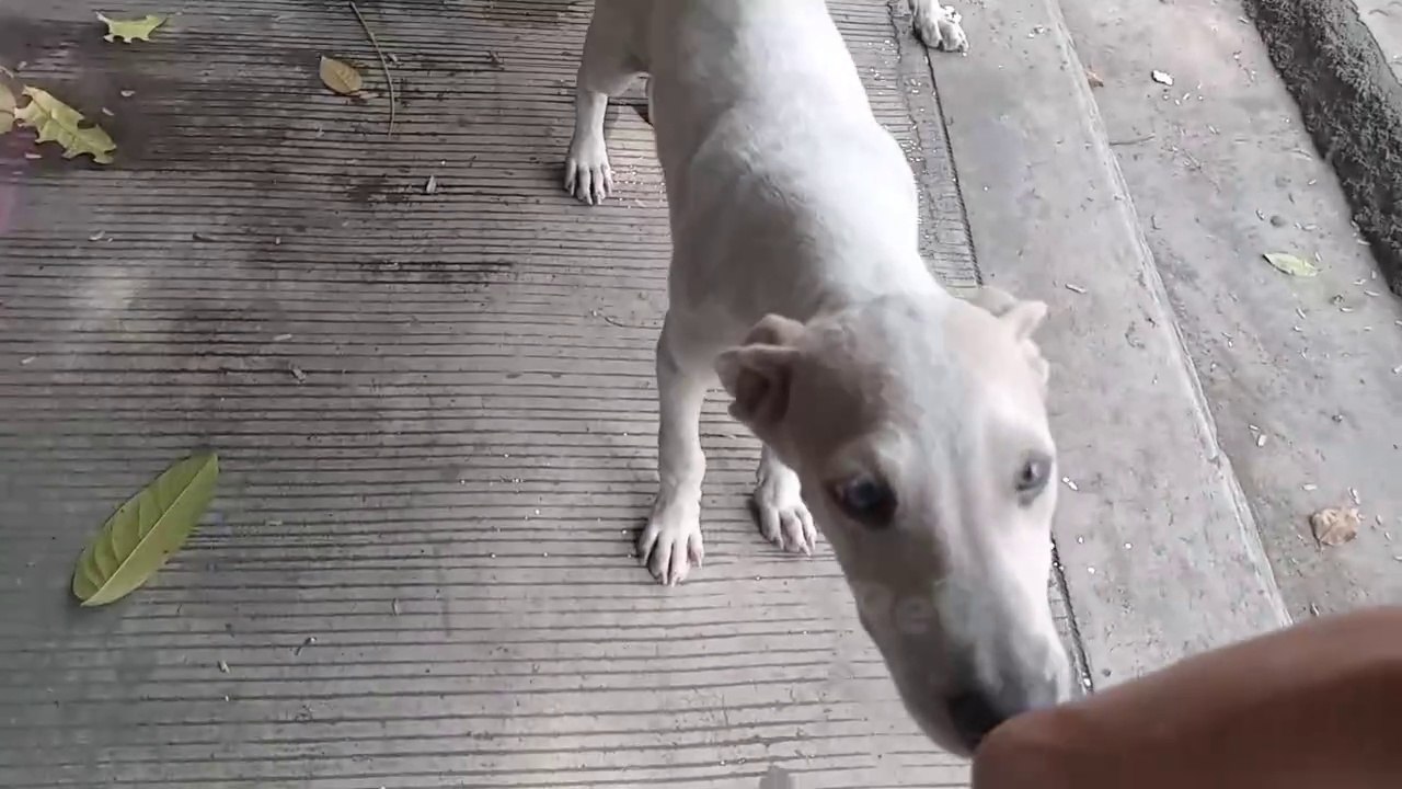 Sad Dog SURPRISED me with his action.  Cute dog Dog sound Dogs