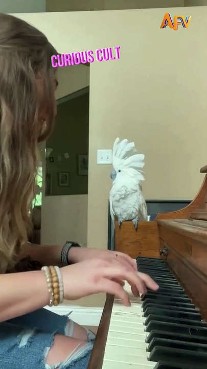 Parrot 