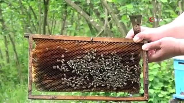 Çılgın arıcı maske ve eldiven olmadan arılara müdahale ediyor