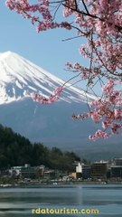 Cherry blosom Travel Japan