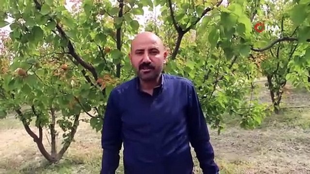 Mersin'de altın yılı hasadı başladı, çiftçinin yüzü güldü: Tarlada kilosu 120 TL!