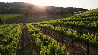 Nach Frostnächten: Weinbauverband befürchtet Ernteausfall