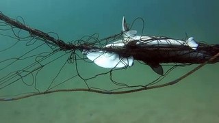Juvenile scalloped hammerhead caught in shark net | May 1 | Illawarra Mercury |