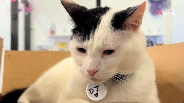 Ils pensent que ce chat a trouvé sa maison : quelques semaines plus tard 41,7K internautes ont le cœur brisé (vidéo)