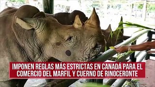 Imponen reglas más estrictas en Canadá para el comercio del marfil y cuerno de rinoceronte
