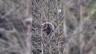 Ağaçta mahsur kalan ayı yavrusunu orman işçileri kurtardı