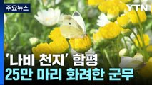 함평 천지는 '나비 천지'...25만 마리 화려한 군무 보러 오세요! / YTN