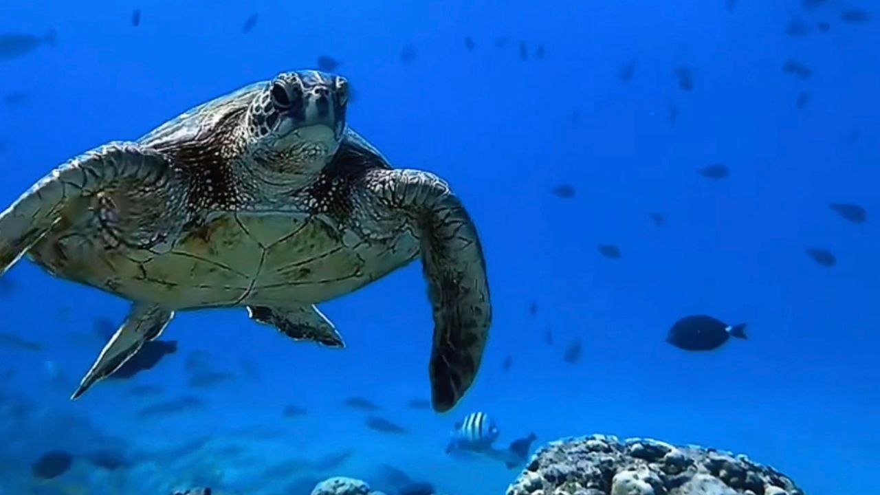 Herzzerreißendes Video zeigt Schildkröte, die an einem Stück Plastik erstickt