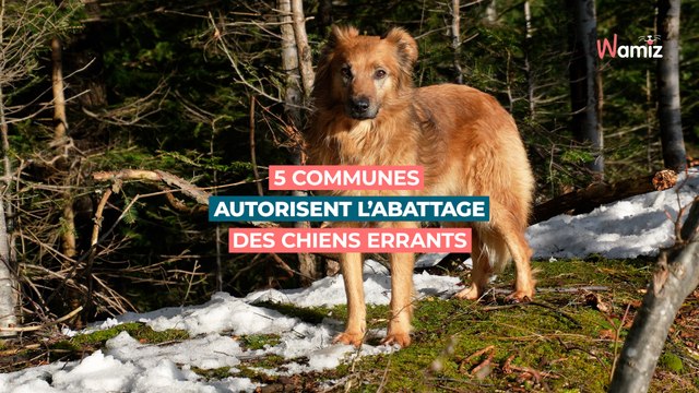 Aveyron : 5 communes ont décidé d'autoriser l'abattage des chiens errants ou divagants
