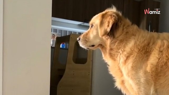 Elle écrit un poème à son toutou âgé : 862.K internautes n'en finissent pas de pleurer (vidéo)