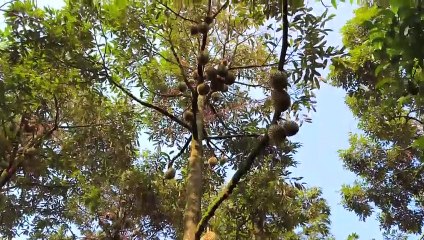 ยกระดับคุณภาพทุเรียนไทยสู่ตลาดโลก | เนชั่นทั่วไทย | 25-เม.ย.-67 | PART3