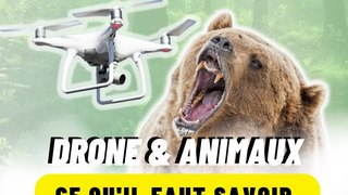 Drones et animaux.