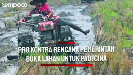 Download Video: Pro Kontra Rencana Pemerintah Buka Lahan Sejuta Hektar di Kalimantan untuk Padi Cina