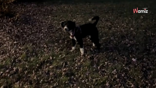 Elle adopte un chien : sur TikTok, elle montre ses premiers moments de joie hors du refuge