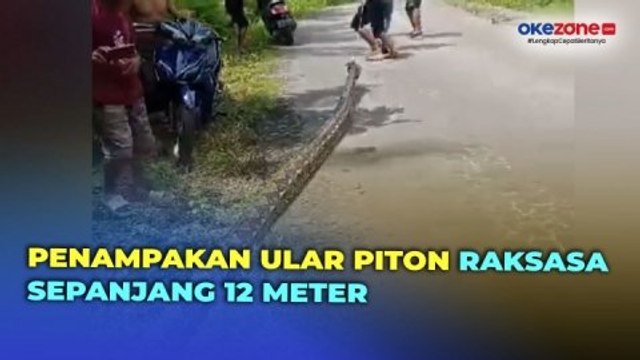 Ngeri, Penampakan Ular Piton Raksasa Sepanjang 12 Meter yang Ditangkap Warga di Buton