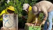 Defesa Civil retira enxame de abelhas no Pioneiros Catarinenses