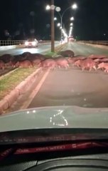Família de capivaras atravessa ponte e deixa motorista impressionado com fofura