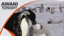 AWANI Tonight: Emperor penguins perish as ice melts to new lows