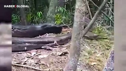 Devasa uzunluktaki anakondanın yuvası ilk defa görüntülendi!