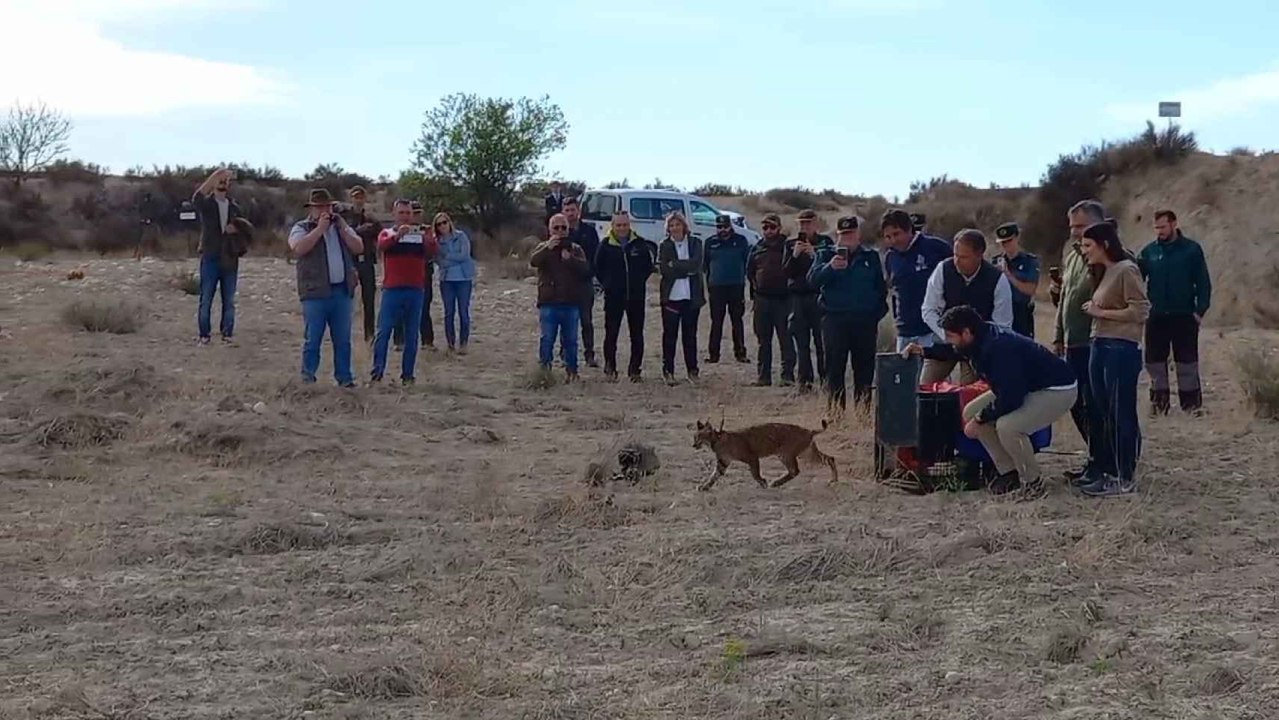 El presidente de la Región de Murcia, Fernando López Miras, y el alcalde de Lorca, Fulgencio Gil, liberan este viernes un lince en las Tierras Altas de Lorca.