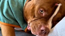 Video. Crea un rituale molto speciale con il suo American Bully: milioni di persone non credono ai loro occhi