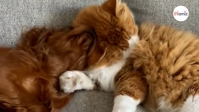 Pokazała, jak jej kot i pies zostali najlepszymi przyjaciółmi: video poruszyło 6,5 mln osób